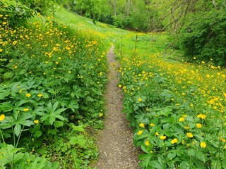 Flower Ground