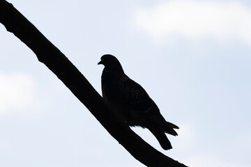 Dove silhouette
