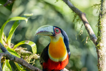 toucan
