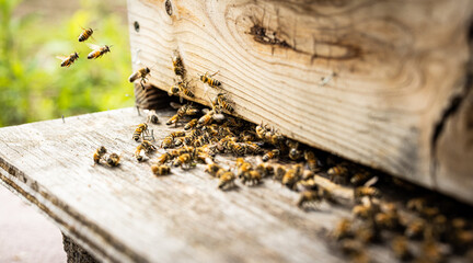 Fototapeta na wymiar bees in flight to a beehive 