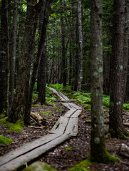 path through the forest in Maine