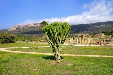 large spurge cactus and ruins of the basilica in Conjunto Arqueológico Baelo Claudia museum in Bolonia, Tarifa, Andalusia, Spain