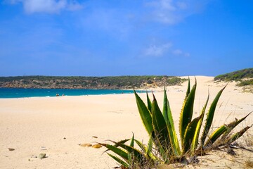 Looking over an agave onto the beautiful beach in Bolonia and the Atlantic Ocean, Tarifa, Costa de la Luz, Andalusia, Spain