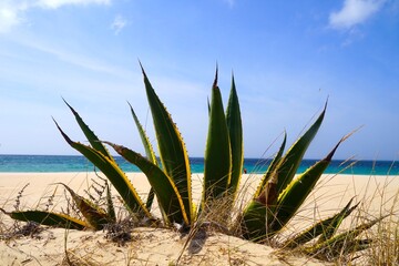 Looking through the leaves of an agave onto a beautiful beach and the ocean, travel, nature,...