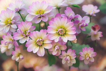 Obraz premium Flower, micro photography, Generative AI illustrations