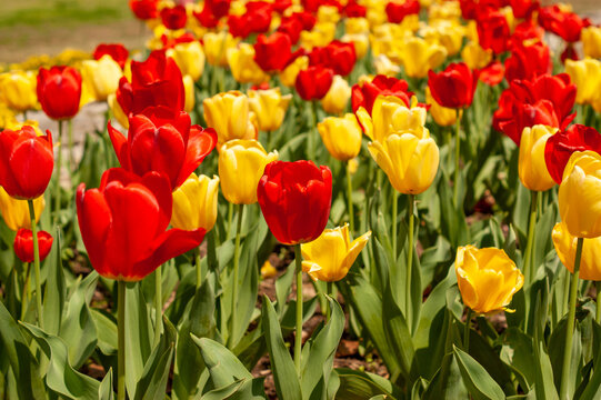 Red and yellow tulips - Powered by Adobe
