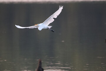 Great white egrets in flight over a midwestern lake