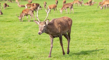 Fototapeta premium Portrait of Young european red deer Cervus elaphus in the autumn landscape