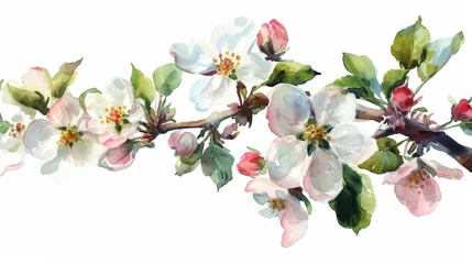 Fotobehang watercolor illustration of blooming apple tree branch, isolated on clean white background © Maryna