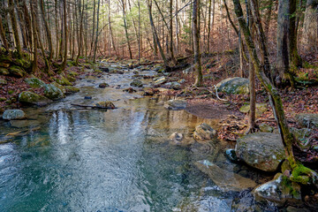 Creek through the forest