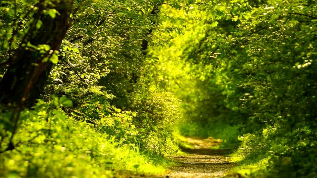 Beautiful green forest in spring with a path. Outdoor, day, walk, beauty, nature, trees, tree, leafs, park, calm, scene, land, bush, peace, season, magic, fresh, golden, light, wind,hd. ProRes 422HQ
