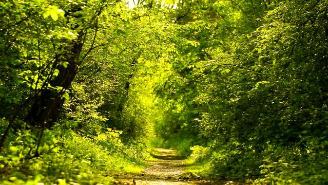 Beautiful green forest in spring with a path. Outdoor, day, walk, beauty, nature, trees, tree, leafs, park, calm, scene, land, bush, peace, season, magic, fresh, golden, light, wind,hd. ProRes 422HQ