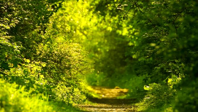 Beautiful green forest in spring with a path. Outdoor, day, walk, beauty, nature, trees, tree, leafs, park, calm, scene, land, bush, peace, season, fresh, golden, light, wind, zoom in,hd. ProRes 422HQ