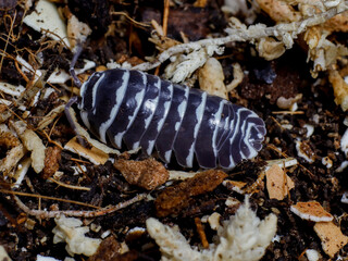 isopod insects in nature bug fly 