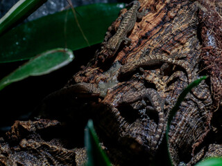 lizard gecko in nature texture scales