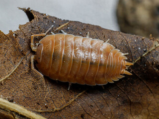 isopod insects in nature bug fly 