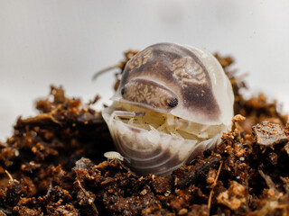 isopod insects in nature bug fly 