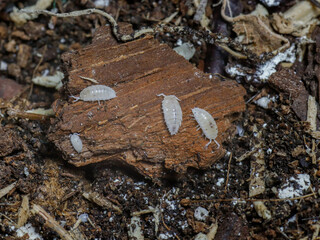 isopod insects in nature bug fly 