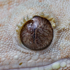 lizard eye scales texture reptile