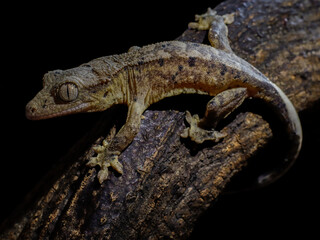lizard gecko in nature texture scales