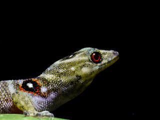 lizard gecko in nature texture scales