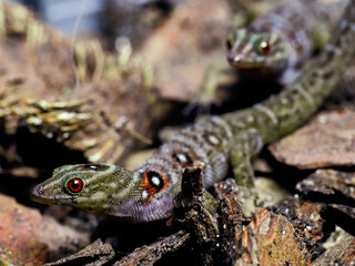 lizard gecko in nature texture scales