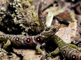 lizard gecko in nature texture scales