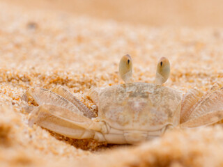 crab on the beach in the sand texture wild nature