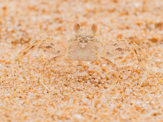 crab on the beach in the sand texture wild nature