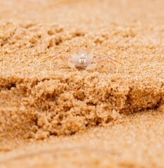 crab on the beach in the sand texture wild nature