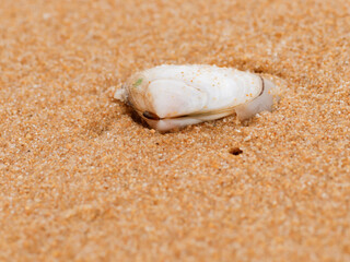 seashell on the beach in the sand in a nature