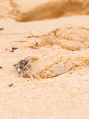 crab on the beach in the sand texture wild nature