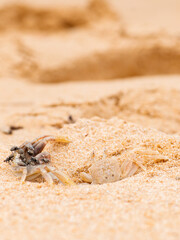 crab on the beach in the sand texture wild nature