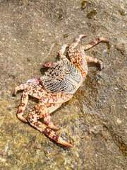 crab on the beach in the sand texture wild nature