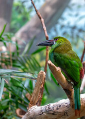 Obraz premium Crimson-rumped Toucanet (Aulacorhynchus haematopygus) Outdoors