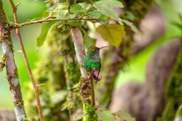 Coppery-headed Emerald Hummingbird (Elvira cupreiceps) Outdoors