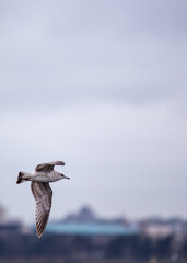 Common Gull (Larus canus) Outdoors