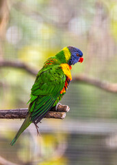 Coconut Lorikeet (Trichoglossus haematodus) Outdoors