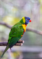 Coconut Lorikeet (Trichoglossus haematodus) Outdoors