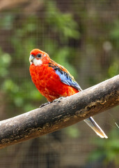 Eastern Rosella Parrot (Platycercus eximius) Outdoors