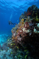 Naklejka na ściany i meble A woman diver exploring a beautiful coral reef in the Florida Keys.