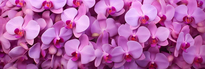 Foto op Canvas close-up of orchid flowers, beautiful flowers background, flower banner  © Omid