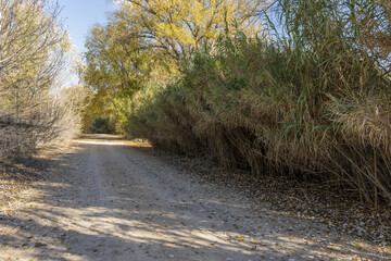 Obraz premium a dirt road next to the bank of a river full of reeds and weeds