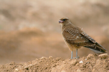 Obraz premium Chimango caracara falcon perched on the earth