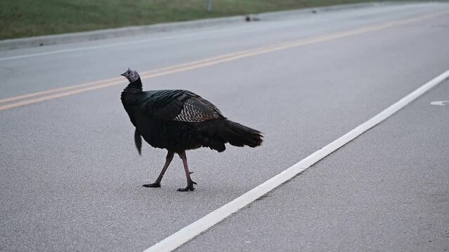 Turkeys Crossing the Road