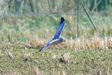 冬の田んぼを飛翔するハイイロチュウヒの雄