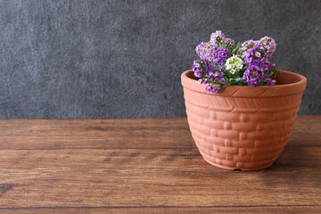 植木鉢に植えたアリッツサム