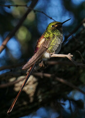 aves al natural © Juanif16