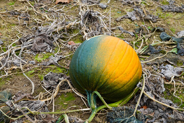 Large green and orange pumpkin on the ground in a pumpkin field
