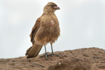 Chimango caracara falcon perched on the earth